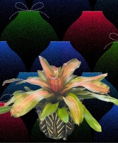 Bromeliad in Decorative Container Plant