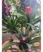 Bromeliad in Ceramic Pot 