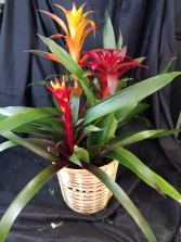 Large Bromeliad, Two to Three Blooms 