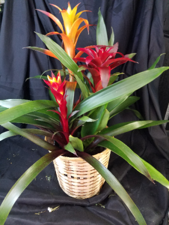 Large Bromeliad, Two to Three Blooms