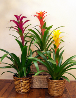 Bromeliad Plant in Winston Salem, NC | RAE'S NORTH POINT FLORIST INC. Bromeliad Plant in Winston Salem, NC | RAE'S NORTH POINT FLORIST INC.