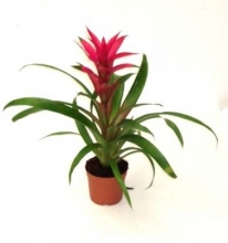 Category Image