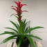 Bromeliad Plant 