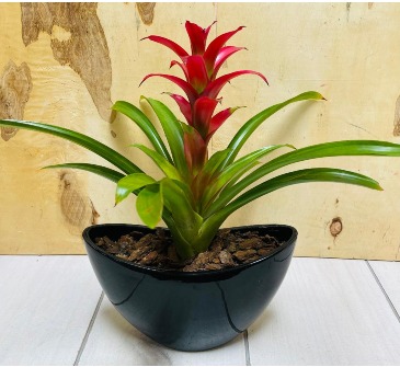 Bromeliad Plant in Fort Worth, TX | DAVIS FLORAL DESIGNS Bromeliad Plant in Fort Worth, TX | DAVIS FLORAL DESIGNS