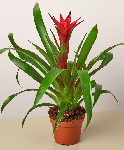 Bromeliad  plant 