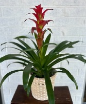 Bromeliad plant 