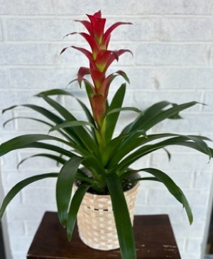 Bromeliad plant 