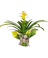 Bromeliad Plant - Wrapped 