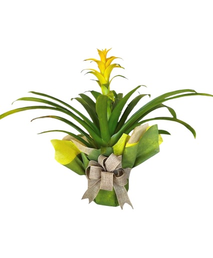 Bromeliad Plant - Wrapped 