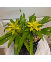 Bromeliad Plant