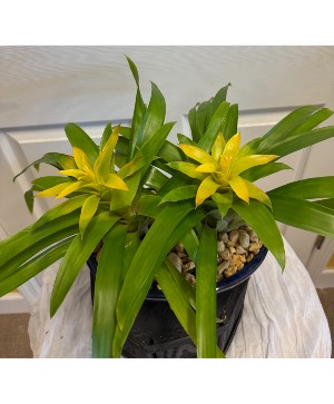Bromeliad Plant