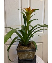 Bromeliad Plant
