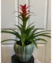 Bromeliad Plant