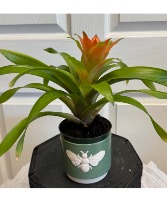Bromeliad Plant