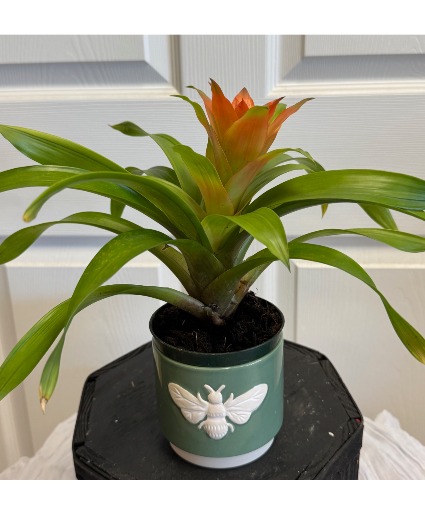 Bromeliad Plant