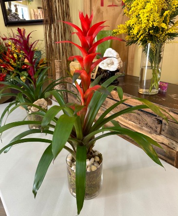 Bromeliad Plant  Bright  in Boca Raton, FL | Flowers of Boca