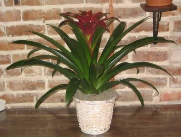 Bromeliad Bromeliad Plants