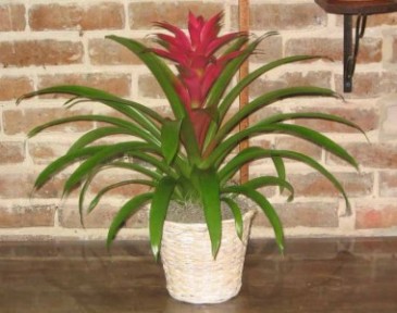 Bromeliad Plant/MD5 Bromeliad Plants