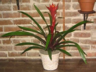 Bromeliad Plant Bromeliad Plants