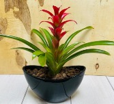 Bromeliad Plant in Ceramic Pot 