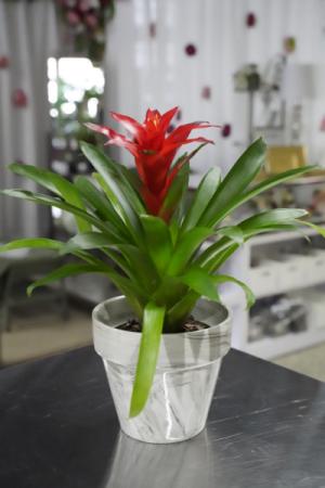 Bromeliad Plant  Marble Pottery in South Milwaukee, WI | PARKWAY FLORAL INC.