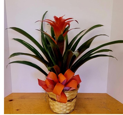 Bromeliad plant plant