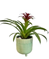Bromeliad Plant Potted Plant 