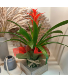 Bromeliad Plant - Red 