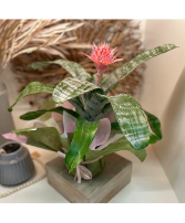 Bromeliad Plant - Pink 