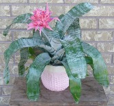 BROMELIAD PLANTER Indoor Blooming Plant