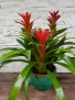Bromeliad Planter Plant