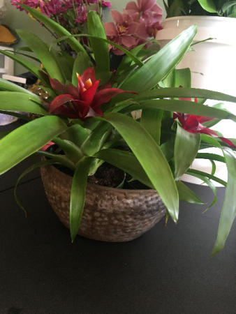Bromeliad Plants Long Living blooming plants