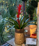 Bromeliad potted plant Blooming Plant