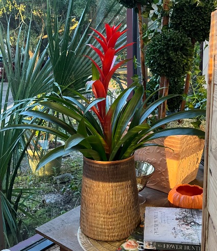 Bromeliad potted plant Blooming Plant