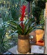 Bromeliad potted plant Blooming Plant