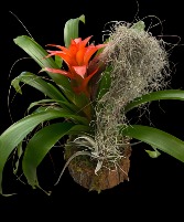 Bromeliad Sculpture Bromeliad Sculpture