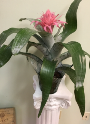 Bromeliad "Sexy Pink" Plant in Columbus, OH | ALL INBLOOM Bromeliad "Sexy Pink" Plant in Columbus, OH | ALL INBLOOM
