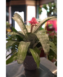 Bromeliad "Silver Vase" Non Toxic Blooming Plant 