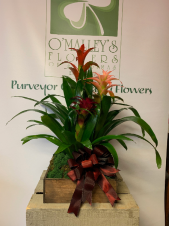 Bromeliad Tray Plant