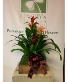 Bromeliad Tray Mothers Day 2024  SOLD OUT 