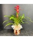 Bromeliad Tropical Bromeliad Plant