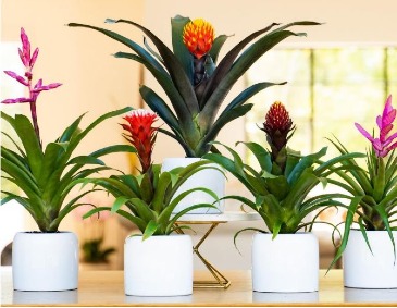 Bromeliad Tropical Indoor Plants in Delta, BC | FLOWERS BEAUTIFUL