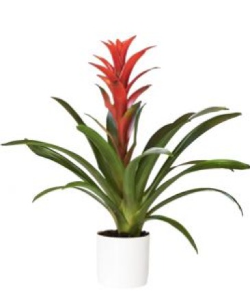 BROMELIAD TROPICAL   PLANT in Port Dover, ON | Upsy Daisy Floral Studio