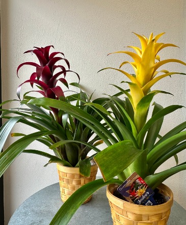 Bromeliads  in La Grande, OR | FITZGERALD FLOWERS