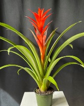 Bromeliads in 6" Pot 