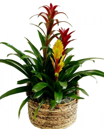 Bromeliads Three Bromeliads in a Woven Handled Basket