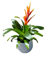 Bromeliads Tropical Plant