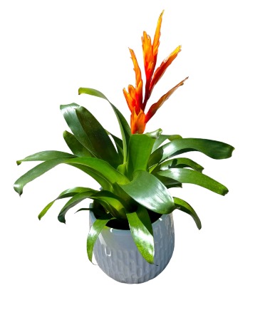 Bromeliads Tropical Plant in Arlington, WA | What's Bloomin' Now Floral