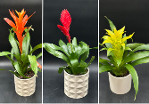 Bromeliads Tropical Plant