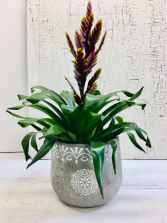 Bromillaid in Cement Deco Pot Plant